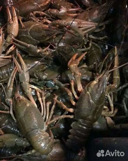 Живые раки оптом