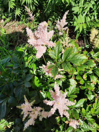 Многолетники