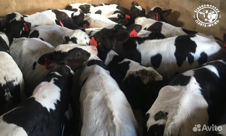 Телята бычки