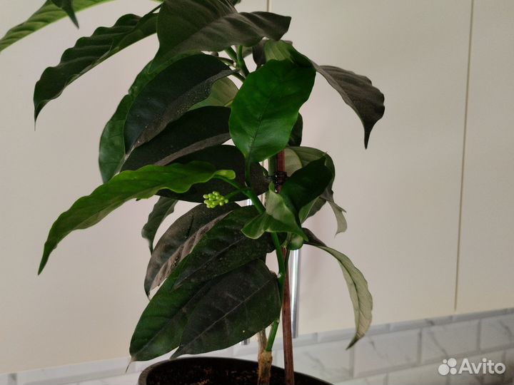 Хойя мультифлора