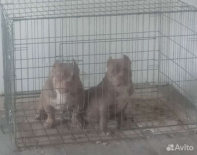 Инструктор, вязка собак натуральная и искусственно