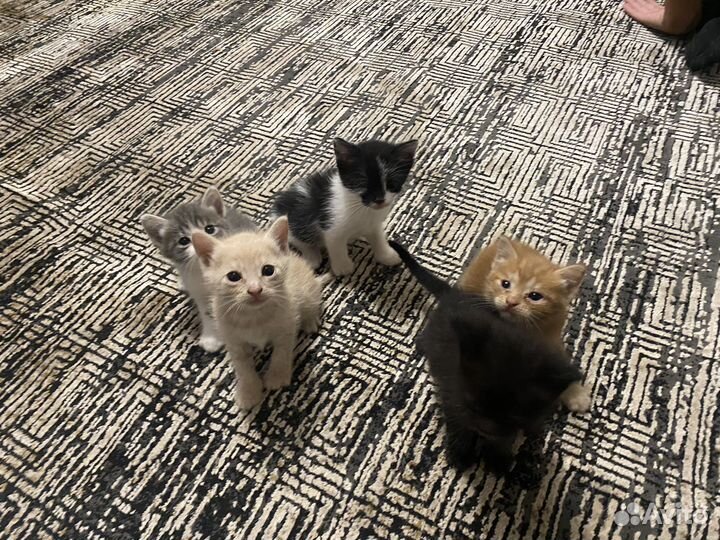 Котята в добрые руки