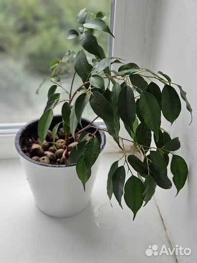 Фикус бенджамина