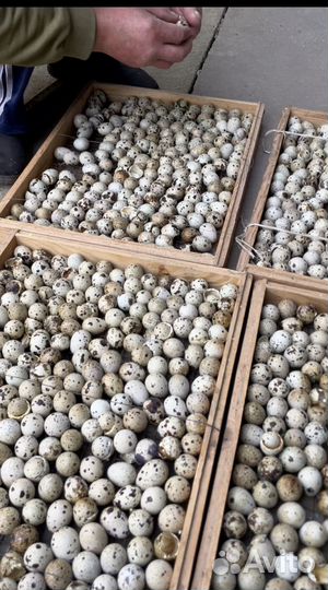 Инкубационное яйцо перепелов