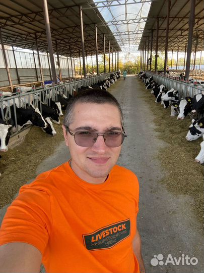 Осеменение коров, узи диагностика патологий