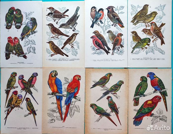 Иллюстрации птицы, попугаи открытки