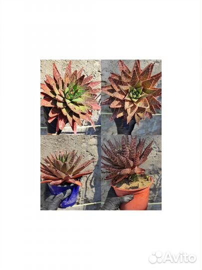 Суккуленты