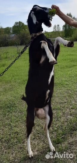 Козел, козлики Ламанча