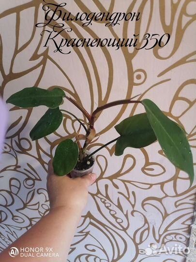 Комнатные цветы