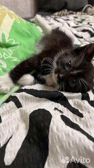 Котенок 2 месяца девочка