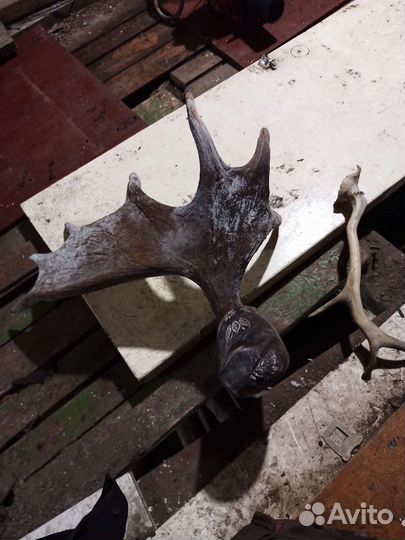 Продам рога лося