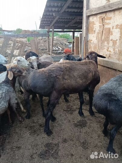 Продаю бараны