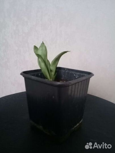 Сансевиерия хана