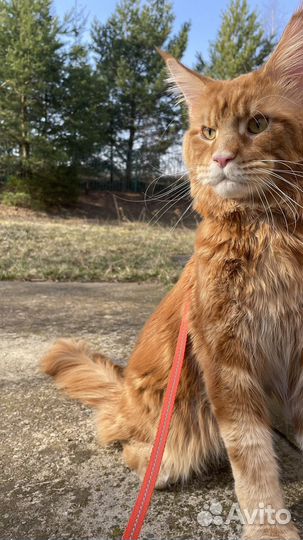 Мейкун вязка