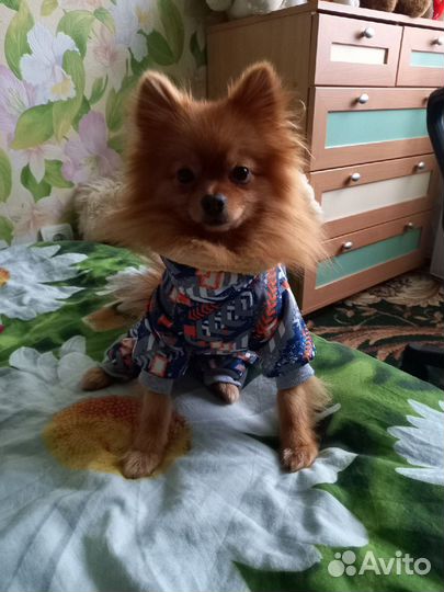 Зимний костюм для собак