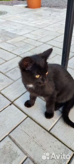 Котята черного цвета мальчики