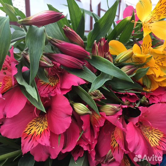 Альстромерия