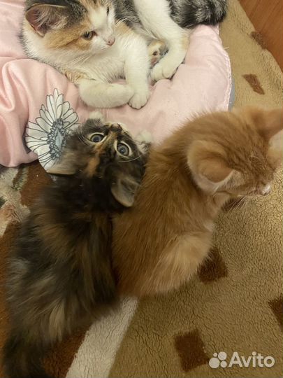 Отдам в добрые руки котят