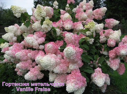 Гортензия саженцы