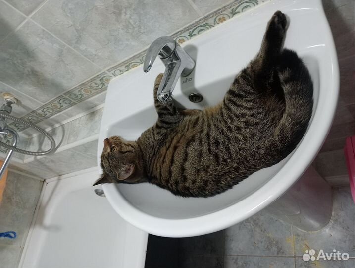 Котёнок