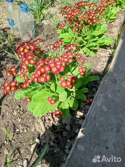 Многолетние