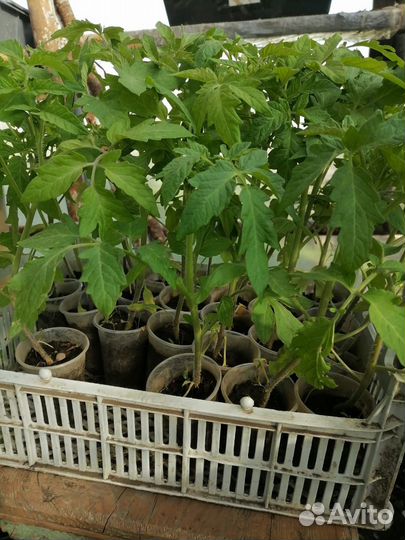 Рассада помидоров томатов