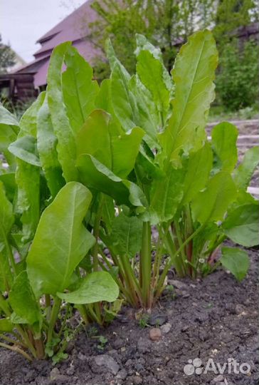 Ревень, щавель