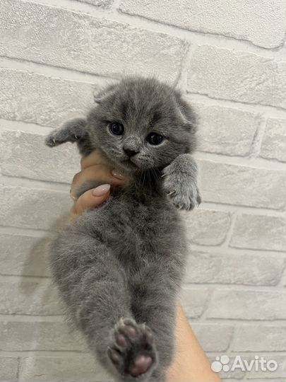 Шотландская вислоухая девочка