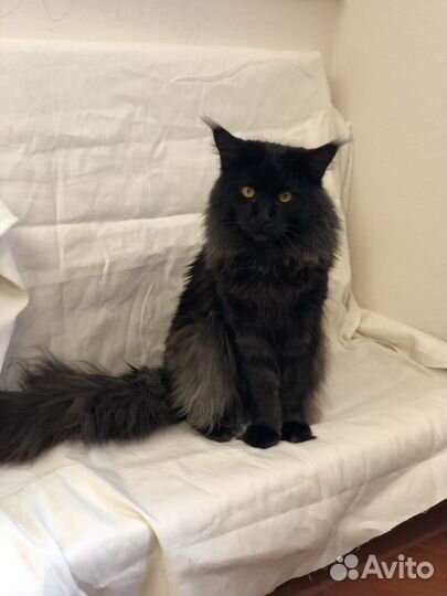 Кот мейн-кун для вязки