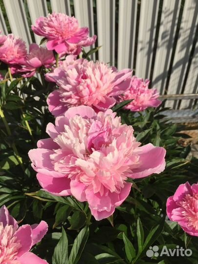 Многолетники