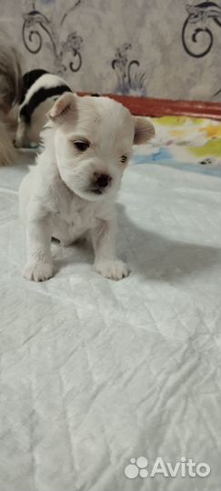 Маленькая собака