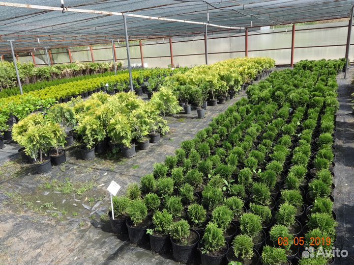 Cосны и туи оптом