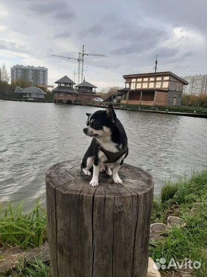 Чихуахуа вязка