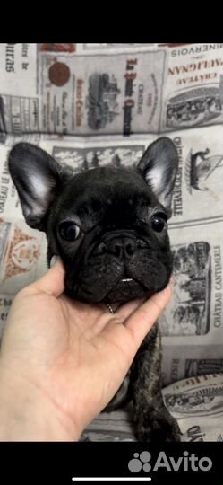 Французские бульдожки