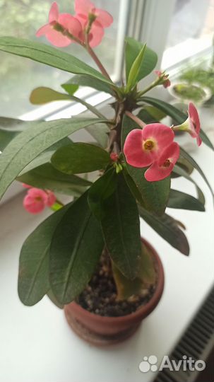 Молочай миля