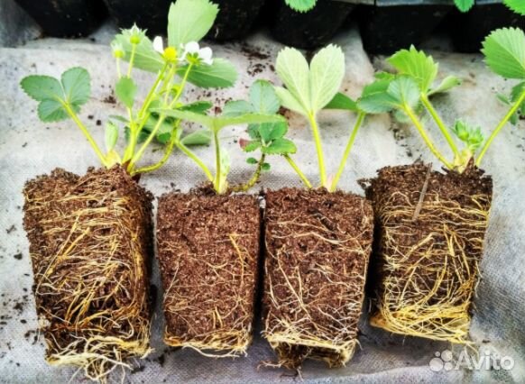 Рассада клубники: Альбион, Мурано, Купчиха и др