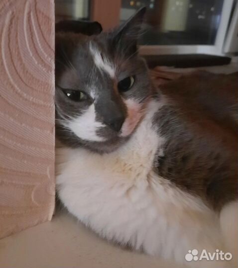 Кошка в дар бесплатно