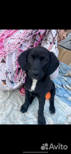 Щенки лабрадора