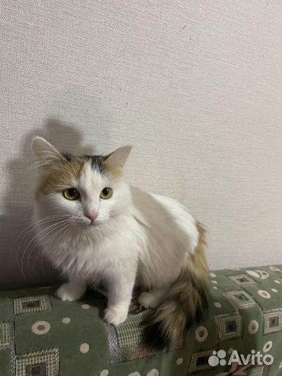 Котенок ищет дом