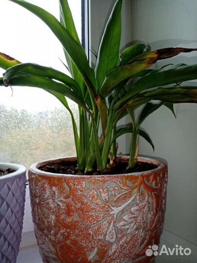 Спатифиллум и денежное дерево