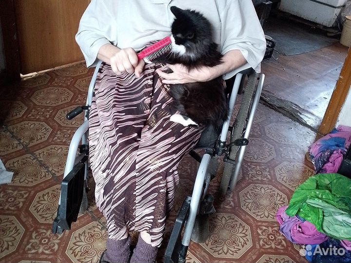 Кошка в добрые руки