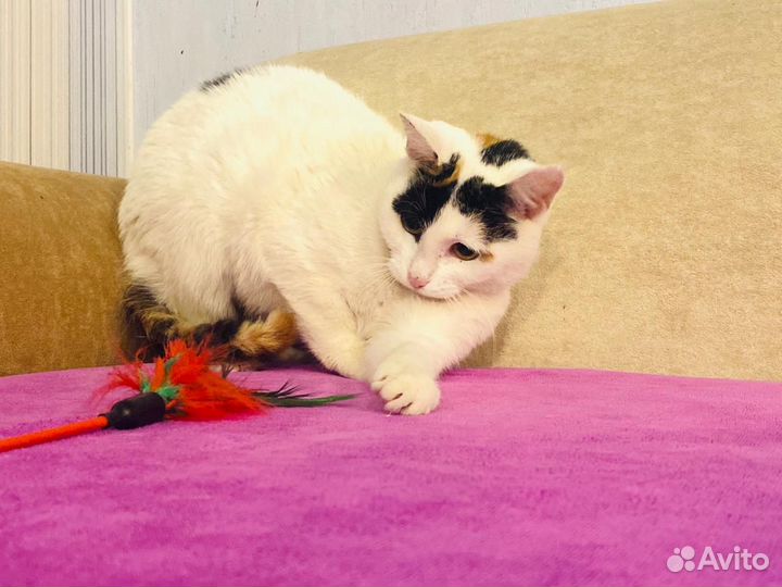 Кошечка в добрые руки