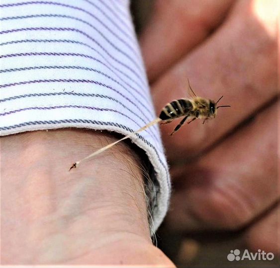 Пчелы для апитерапии