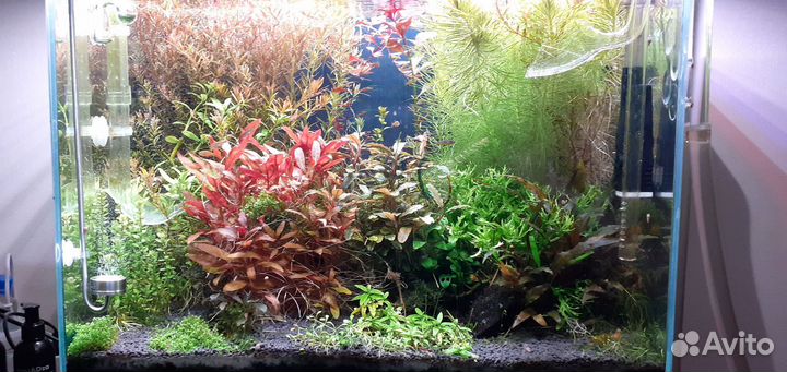 Обслуживание аквариумов