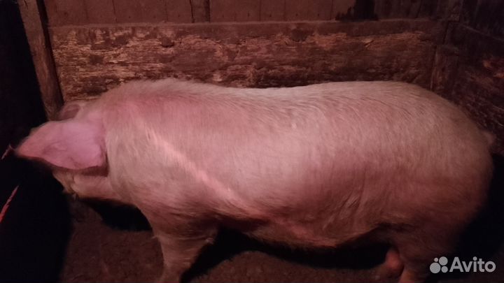Поросенок ландрас