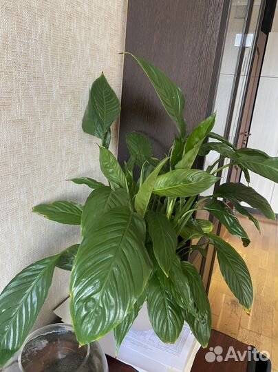 Спатифиллум Свит Чико