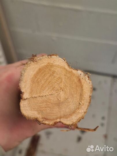 Стволы для панно из можжевельника