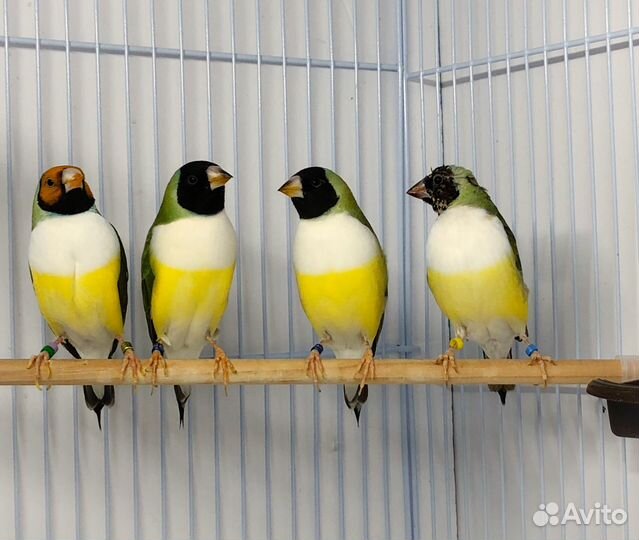 Амадины гульда две самочки