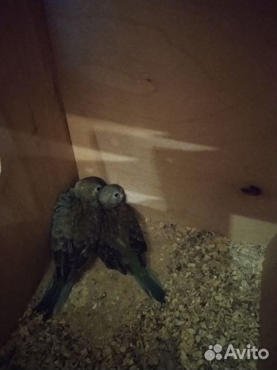 Птенцы певчих попугаев