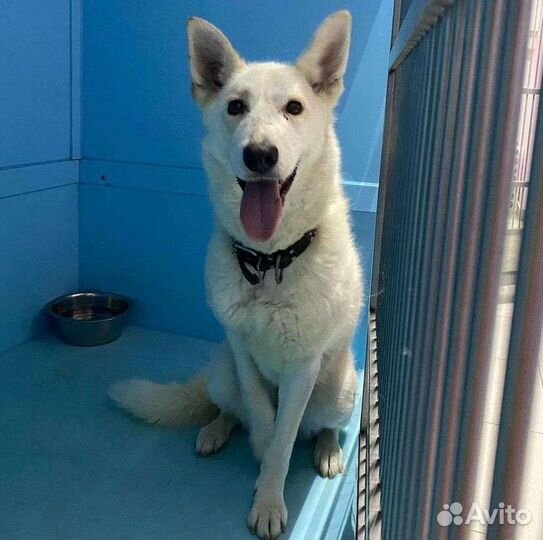 Лаечка в никуда